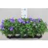 Platycodon Astra Blue