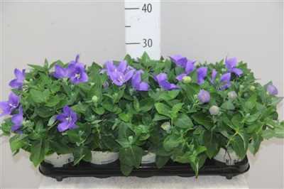 Platycodon Astra Blue