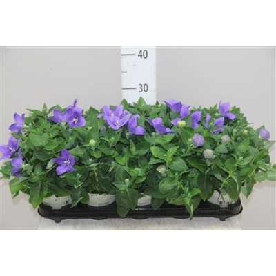 Platycodon Astra Blue