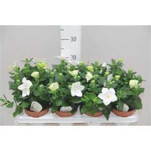 Platycodon Astra White