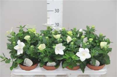 Platycodon Astra White
