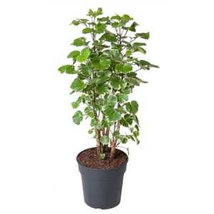 Polyscias Balfouriana Vertakt P27