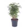 Polyscias Ming Vertakt P21