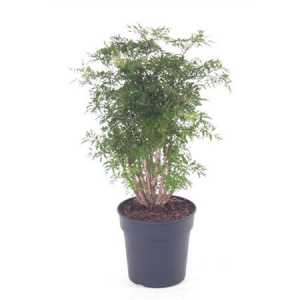 Polyscias Ming Vertakt P21