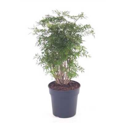 Polyscias Ming Vertakt P21