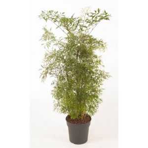 Polyscias Ming Vertakt P24