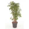 Polyscias Ming Vertakt P31