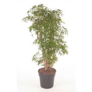 Polyscias Ming Vertakt P31