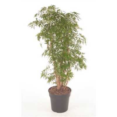 Polyscias Ming Vertakt P31