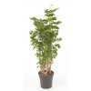 Polyscias Roble Vertakt P24