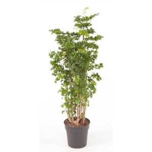 Polyscias Roble Vertakt P24