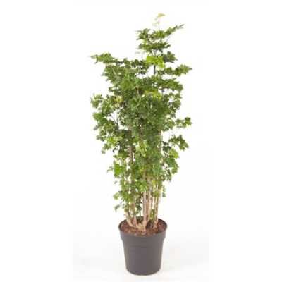 Polyscias Roble Vertakt P24