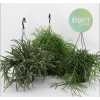 Rhipsalis Mix Hangpot