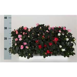 Rhododendron Si Mix