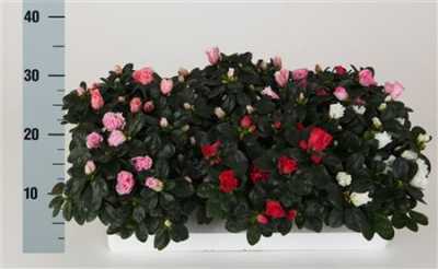 Rhododendron Si Mix