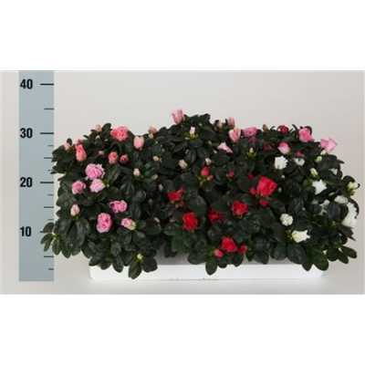 Rhododendron Si Mix
