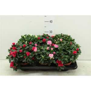 Azalea Si Gemengd (MIX)