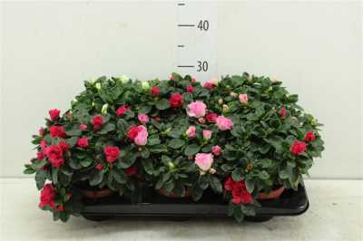 Azalea Si Gemengd (MIX)