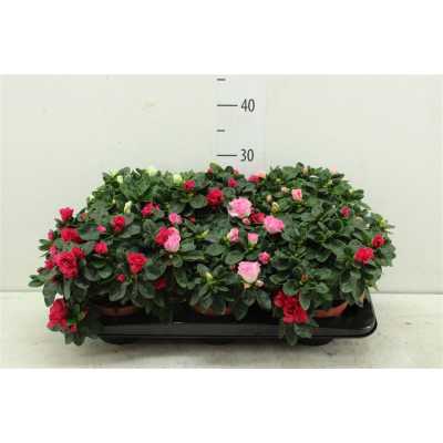 Azalea Si Gemengd (MIX)