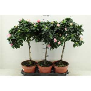 Azalea Si Op Stam Gemengd