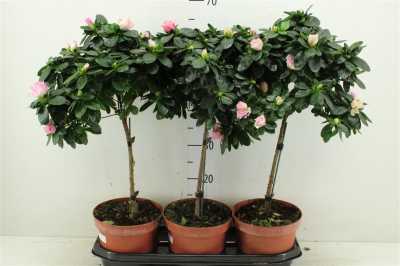 Azalea Si Op Stam Gemengd