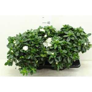 Azalea Si Witte Vogel