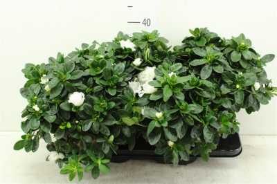 Azalea Si Witte Vogel