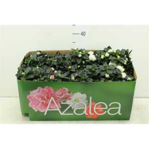 Azalea Gemengd