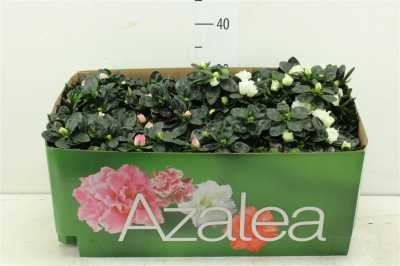Azalea Gemengd