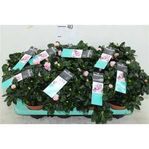 Azalea Si Bicolor