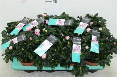Azalea Si Bicolor