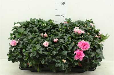 Rhododendron Si Gemengd