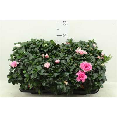 Rhododendron Si Gemengd