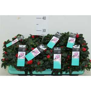 Azalea Si Rood