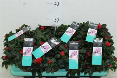 Azalea Si Rood