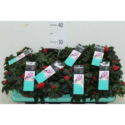 Azalea Si Rood