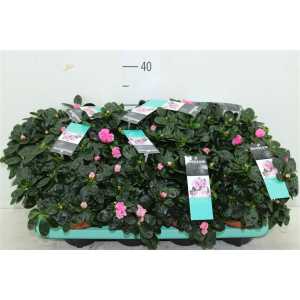 Azalea Si Roze