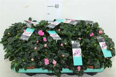 Azalea Si Roze