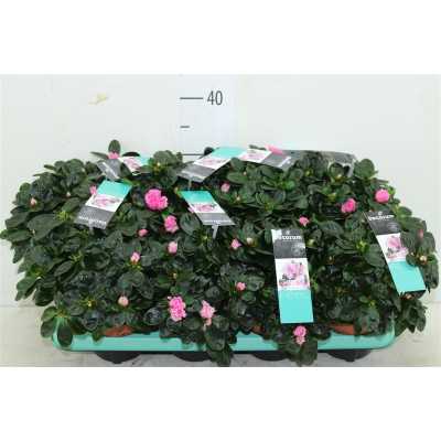 Azalea Si Roze
