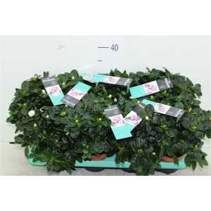 Azalea Si Wit