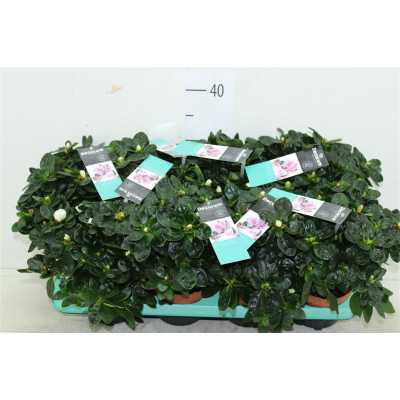 Azalea Si Wit