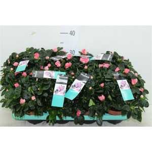 Azalea Si Zalm