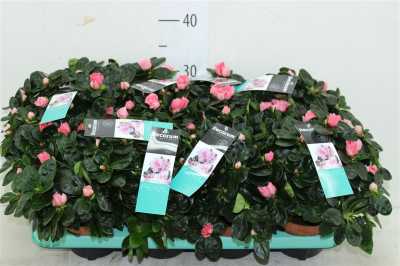 Azalea Si Zalm