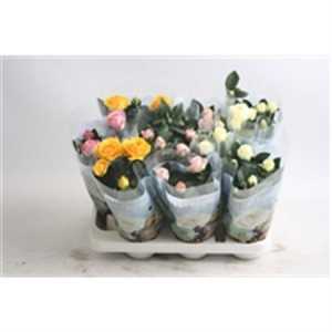 Rosa Artistique Mix