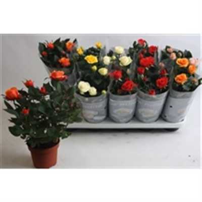 Rosa Beau Monde Mix
