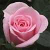 Rosa Jewel Baby