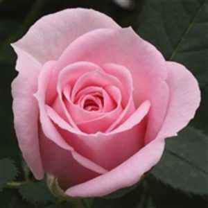 Rosa Jewel Baby