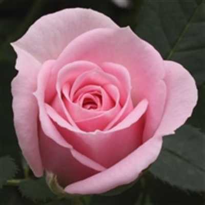 Rosa Jewel Baby