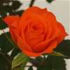 Rosa Jewel Orange