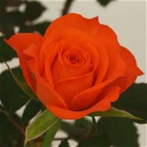 Rosa Jewel Orange